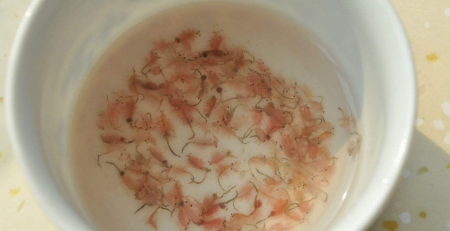 Adult Artemia Shrimp Eggs