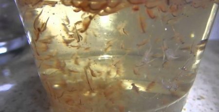 Brine Shrimp Hatching Instructions